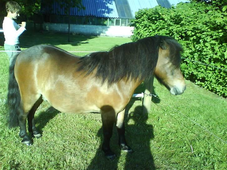Shetlænder Tarzan - Velkommen til Tarzan`s profil. Her er Tarzan med mig i baggrunden, er vi ikke  bare smukke ? ? ? billede 1