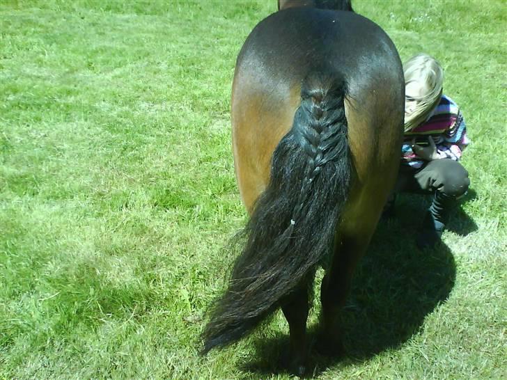Shetlænder Tarzan - Se hvor fin min hale er blevet ! billede 5