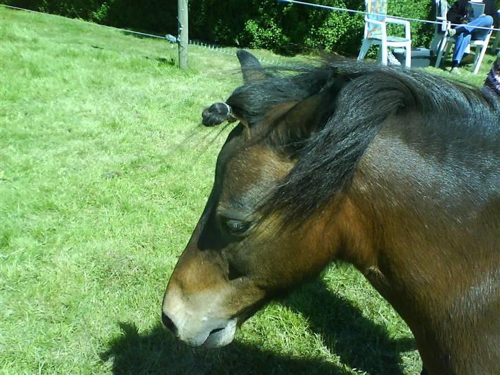 Shetlænder Tarzan - min mor har lavet en tot på Tarzan billede 7