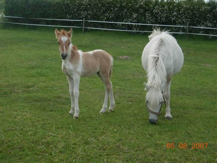Anden særlig race Snehvide billede 14