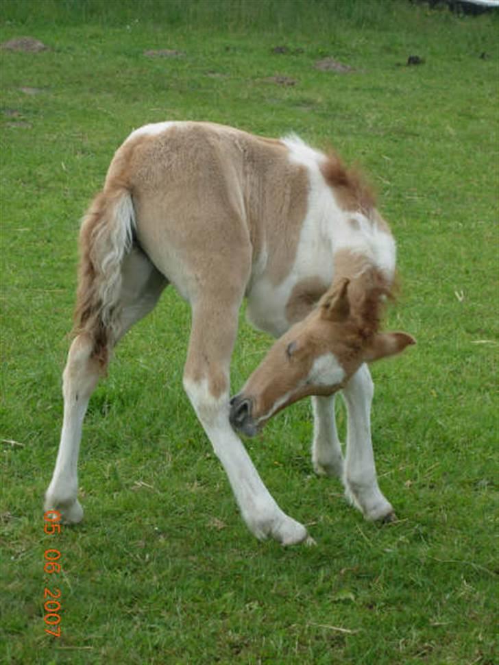 Anden særlig race Snehvide billede 15