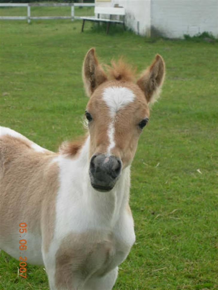 Anden særlig race Snehvide - nysgerie simba billede 16