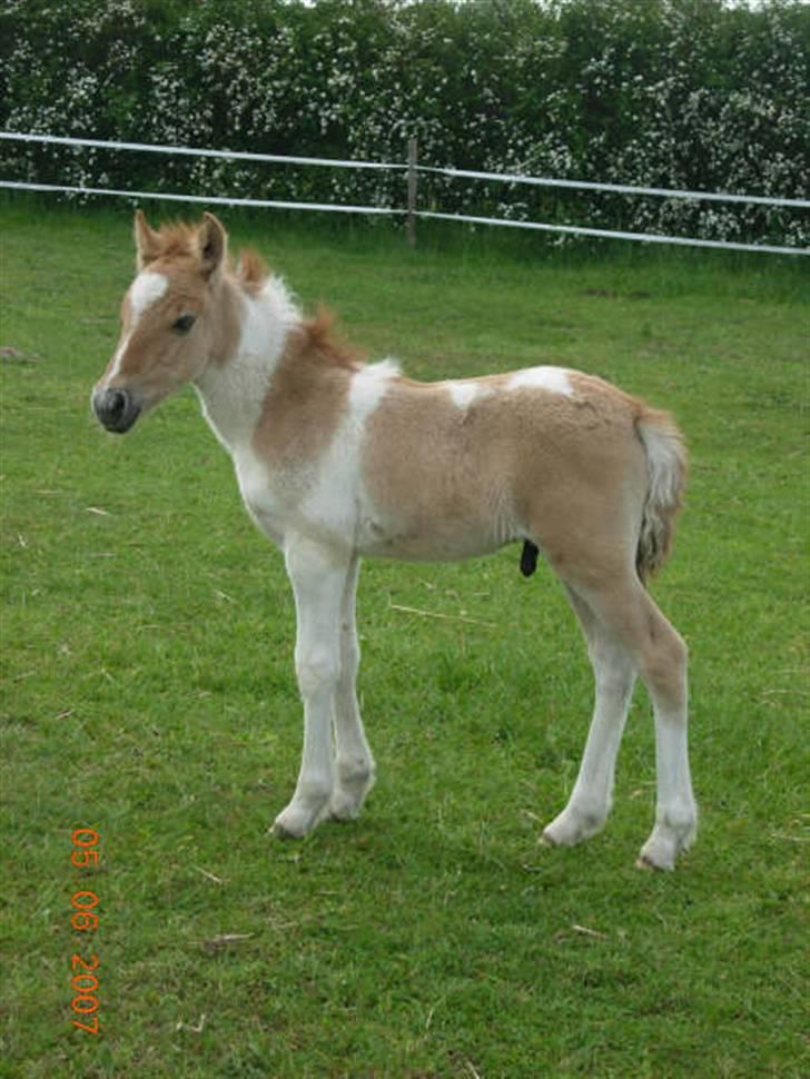 Anden særlig race Snehvide billede 17