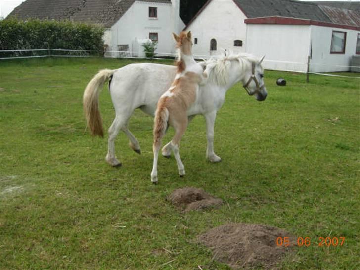 Anden særlig race Snehvide billede 19
