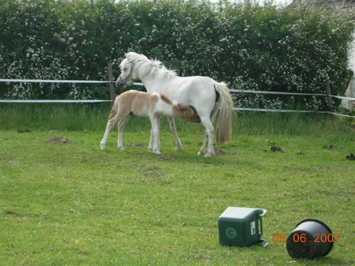 Anden særlig race Snehvide billede 20