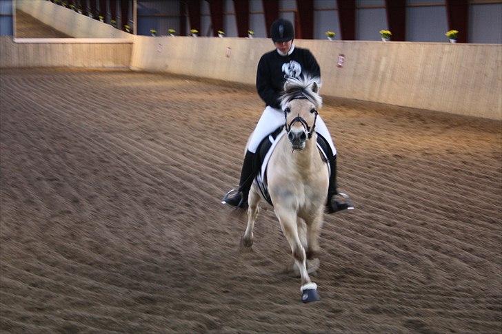 Fjordhest Luffe - er jeg ikke bare fræk? billede 6