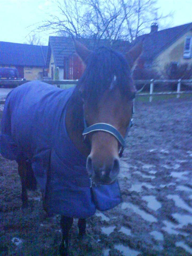 Anden særlig race charmain billede 1