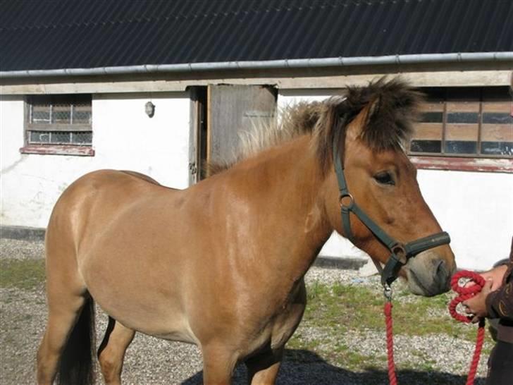 Islænder Ljómi fra Tyrevoldsdal - Ljómi´s pandelok er så kort og fyldig, at man kan lave punkerhår på ham ;) billede 5
