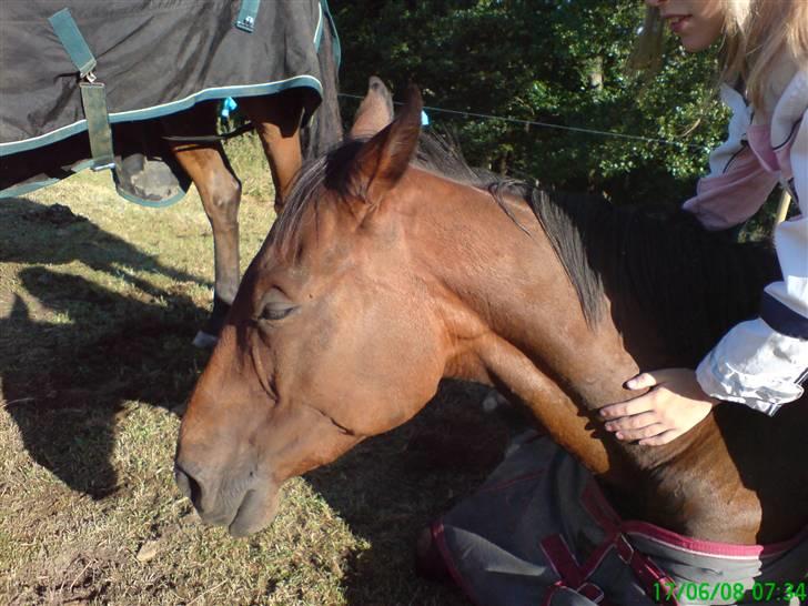 Fuldblod (XX) Tramal (Solgt) - Ja, jeg elsker at blive klappet xD billede 9