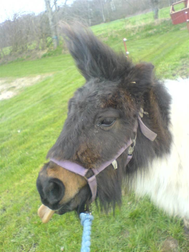 Shetlænder Skovgaards Lotte R.I.P. - 31 år gammel og stadig væk mere lækker end du nogen sinde bliver (: <3 billede 7