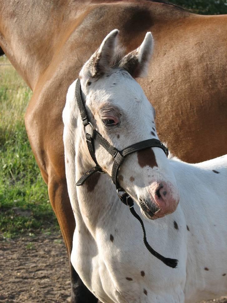 Knabstrupper Calexico af Halkærgaard solgt billede 1