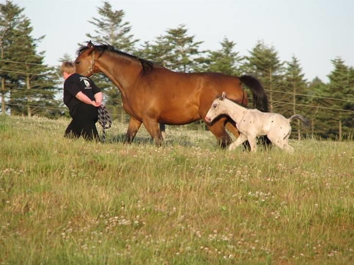 Knabstrupper Calexico af Halkærgaard solgt billede 2