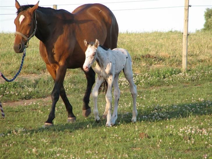 Knabstrupper Calexico af Halkærgaard solgt billede 3