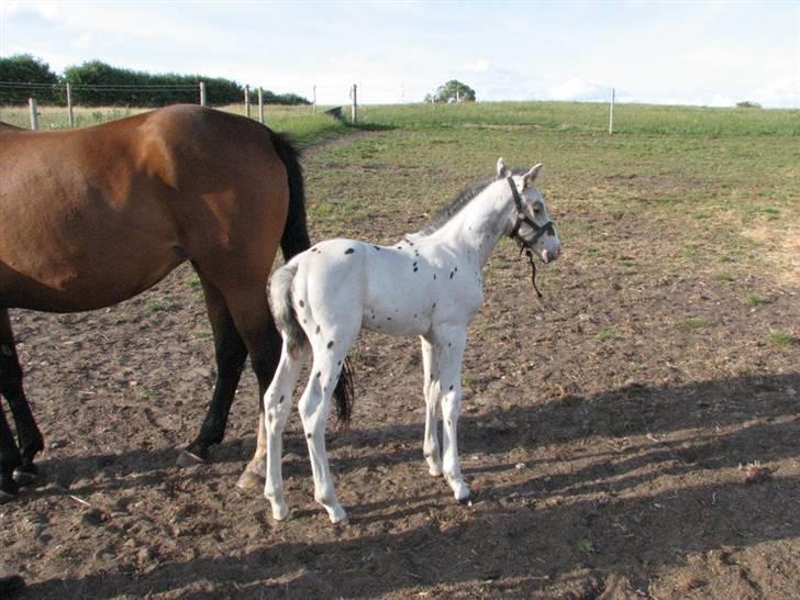 Knabstrupper Calexico af Halkærgaard solgt billede 4