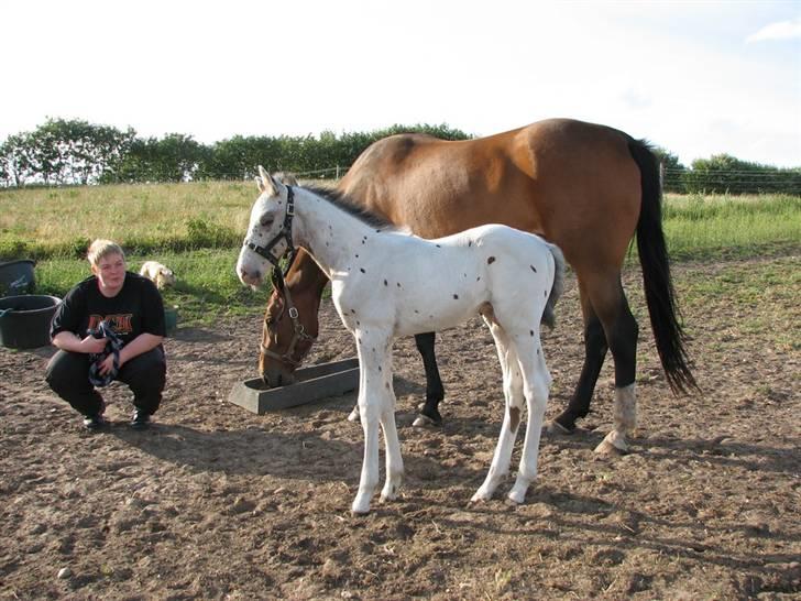 Knabstrupper Calexico af Halkærgaard solgt billede 5