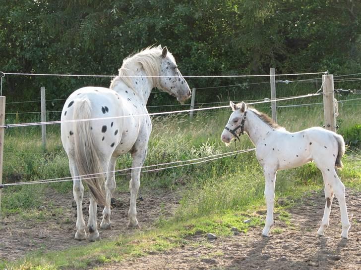 Knabstrupper Calexico af Halkærgaard solgt - Jeg kigger lige på min far billede 6