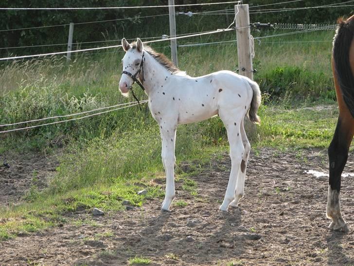 Knabstrupper Calexico af Halkærgaard solgt billede 7