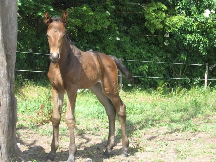 Dansk Varmblod Seline billede 1