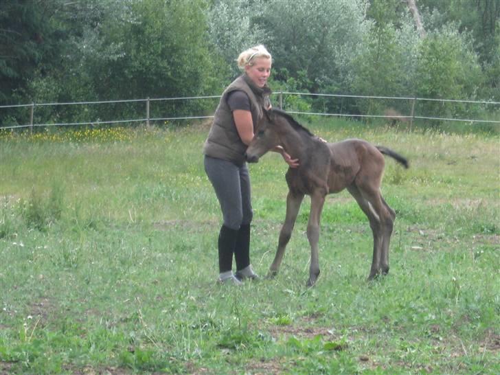 Dansk Varmblod Seline billede 2