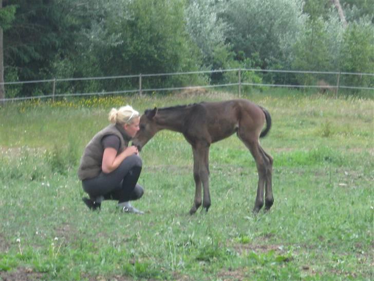 Dansk Varmblod Seline billede 3