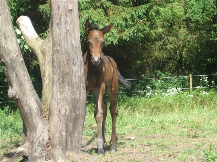 Dansk Varmblod Seline billede 4