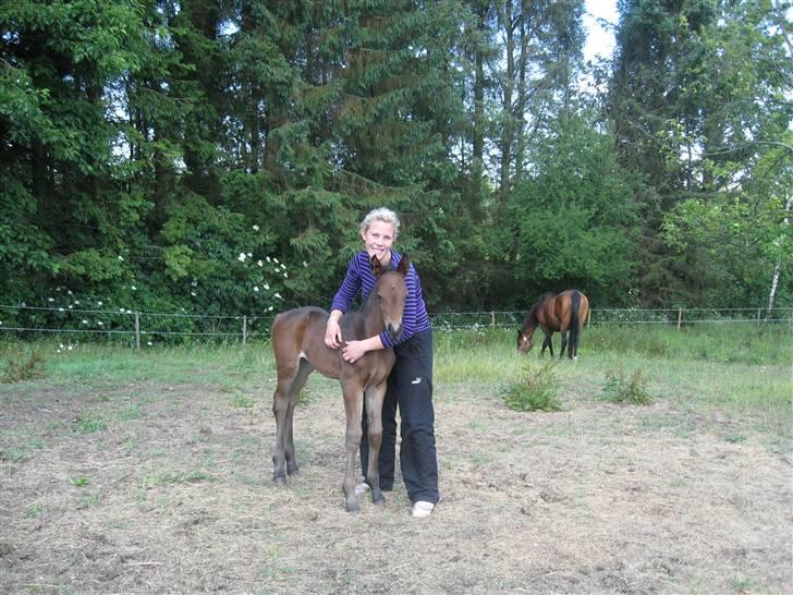 Dansk Varmblod Seline billede 5