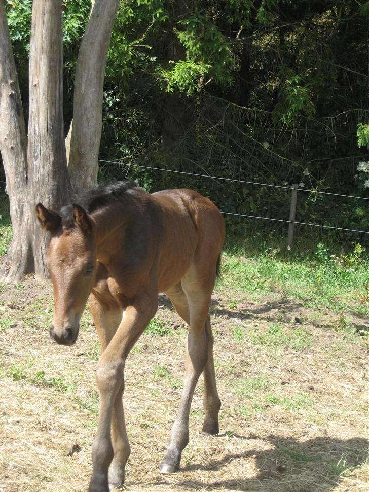 Dansk Varmblod Seline billede 6