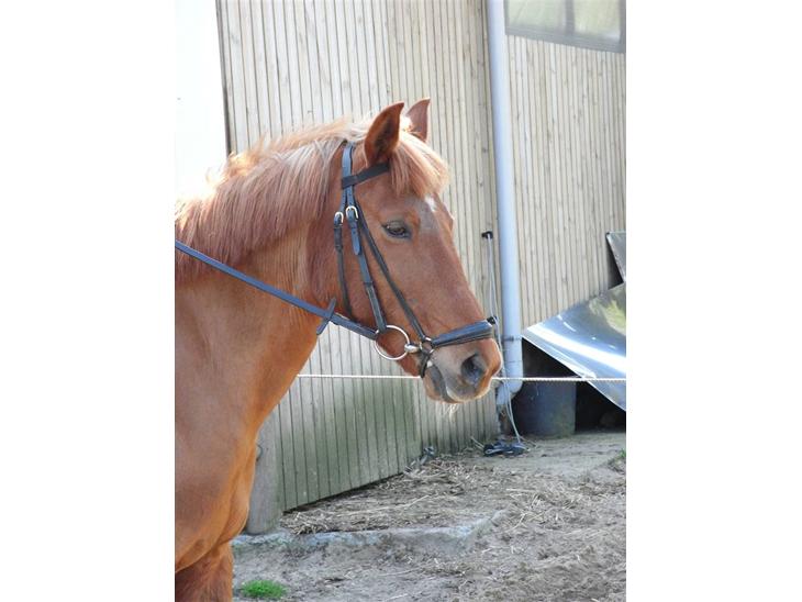 {{currentPhoto.altText}} billede {{currentPhoto.number}}