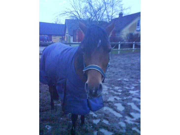 {{currentPhoto.altText}} billede {{currentPhoto.number}}