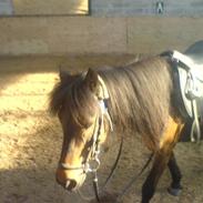 Anden særlig race Stella - Farvel skat ;/