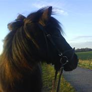 Shetlænder Valle *har passet*