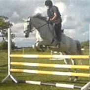 Tysk Sportspony Nuggi (Fine kiss)