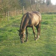 Anden særlig race Ofelia <3