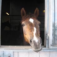 Anden særlig race Ofelia <3