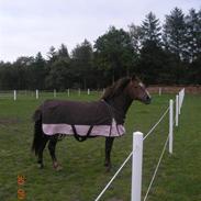 Anden særlig race Ofelia <3