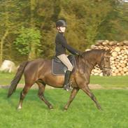 Anden særlig race Ofelia <3