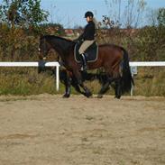 Anden særlig race Bailey (solgt)