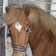 Islænder klarlar fra lipo