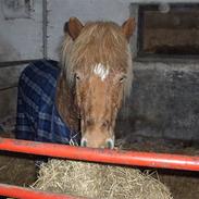 Islænder klarlar fra lipo