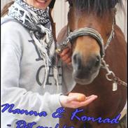 New Forest Konrad Kohave {RIP}