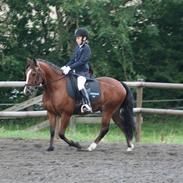 New Forest Lundemarksgaards Hero