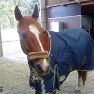 Anden særlig race Ølfert