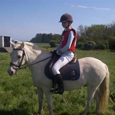 Welsh Mountain (sec A) speedy r.i.p