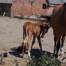 Dansk Varmblod Grusgård's Zorano