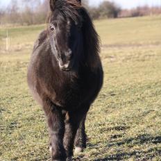 Shetlænder blackei