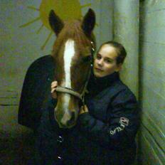 Welsh Cob (sec D) Hwylog Meleri - *RIP*