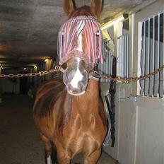 Welsh Cob (sec D) Hwylog Meleri - *RIP*