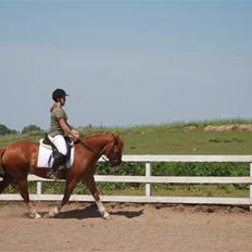 Welsh Cob (sec D) Hwylog Meleri - *RIP*