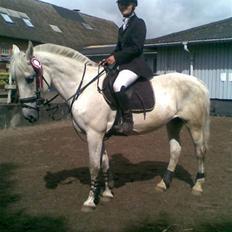 Anden særlig race Paula (Red)