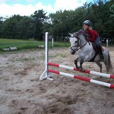Welsh Pony (sec B) mikado